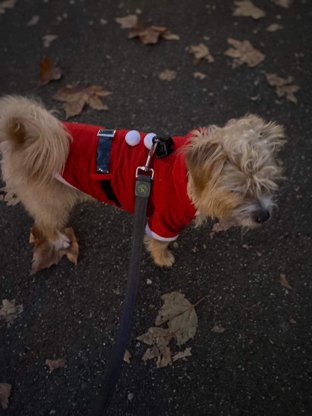 Kleiner Hund im Nikolauskostüm auf dem Spaziergang